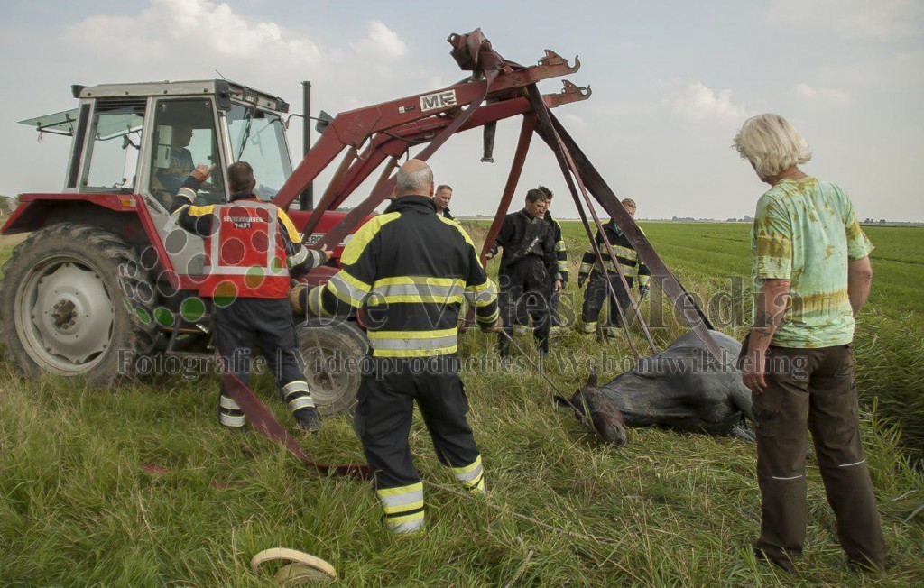 15 jaar oud paard na uren bevrijd