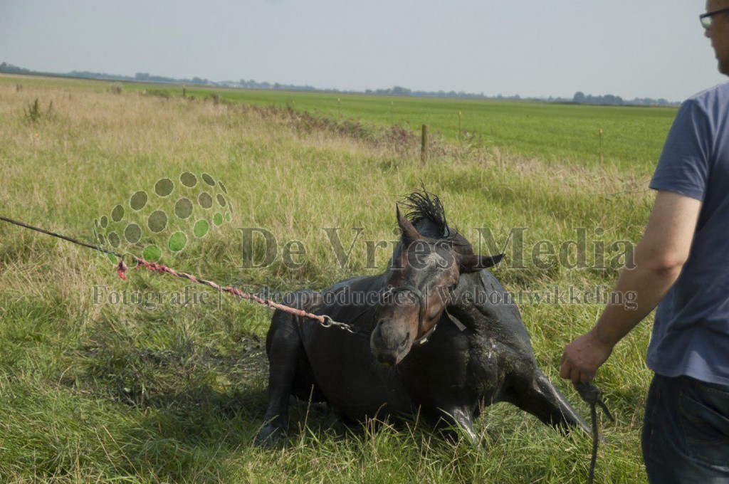 15 jaar oud paard na uren bevrijd